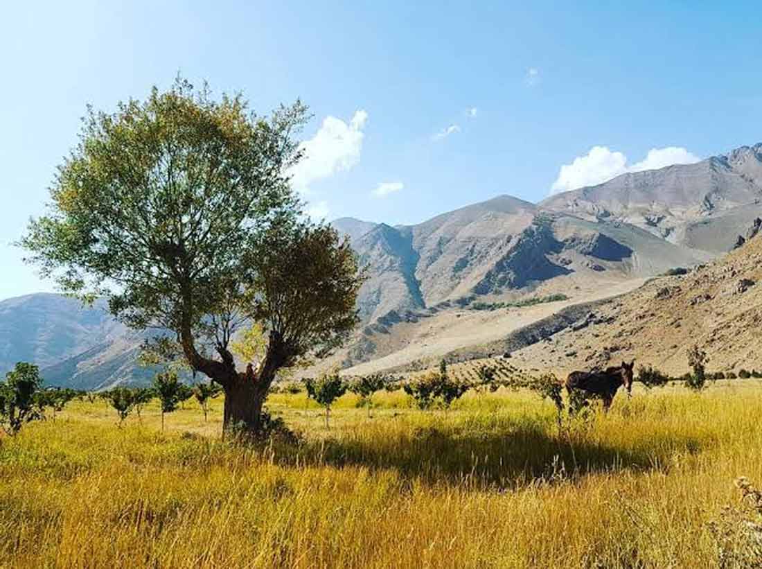 تصاویر و ویدیوهای افجه (افچه)